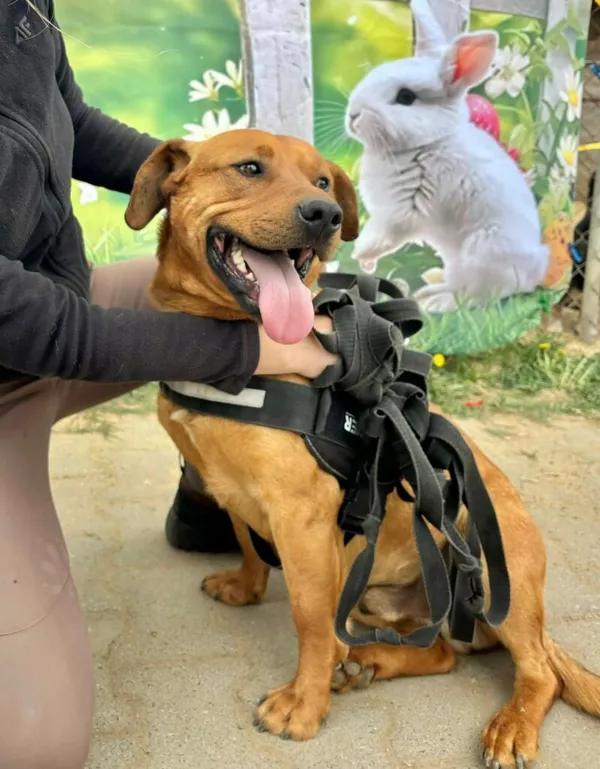 Pies do adopcji, Przyborówko, 24 kwietnia 2025 (1/3)