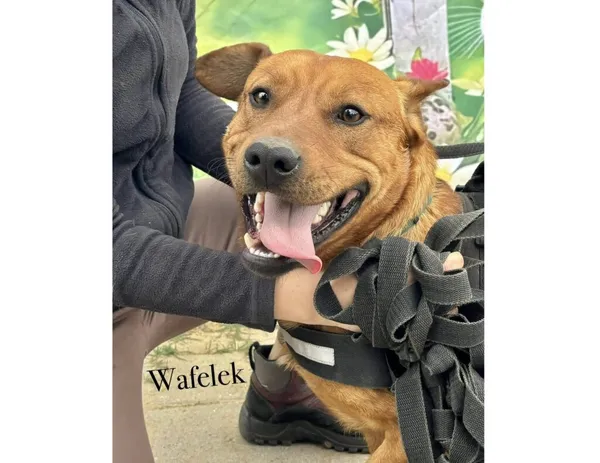 Pies do adopcji, Przyborówko, 24 kwietnia 2025 (3/3)