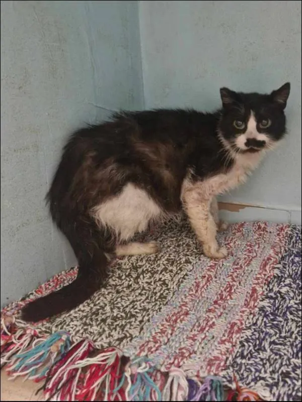 Znaleziono kota, Grudziądz, 23 kwietnia 2025