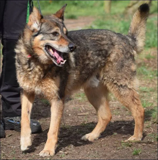 Znaleziono psa, Grudziądz, 2 lipca 2018