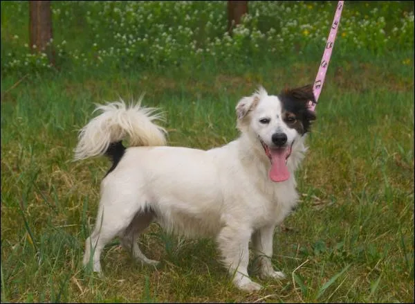 Znaleziono psa, Grudziądz, 25 lutego 2025