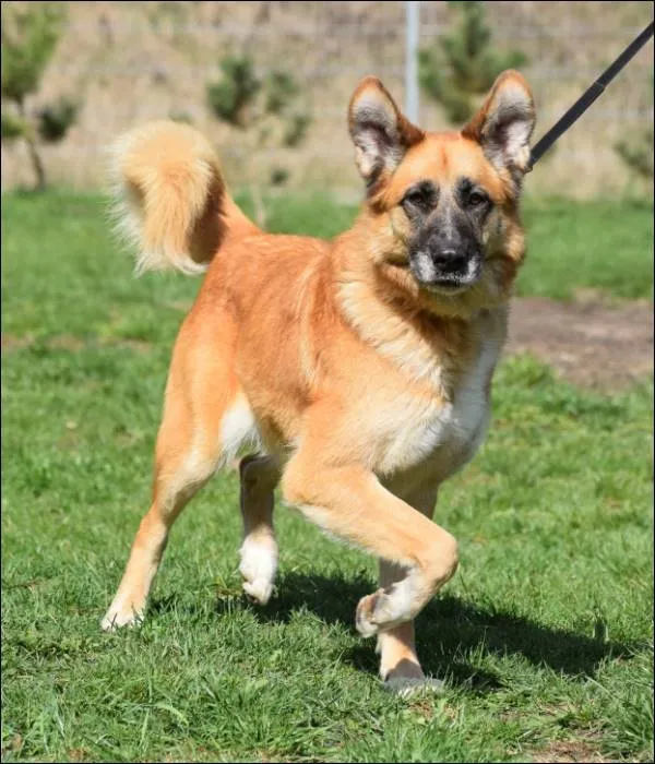 Znaleziono psa, Grudziądz, 18 września 2024