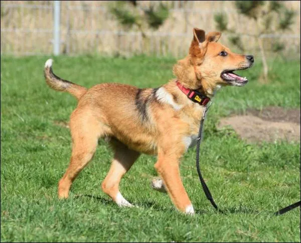 Znaleziono psa, Grudziądz, 27 lutego 2025