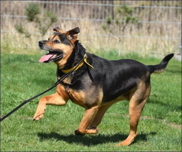 Znaleziono psa, Grudziądz, 10 września 2024