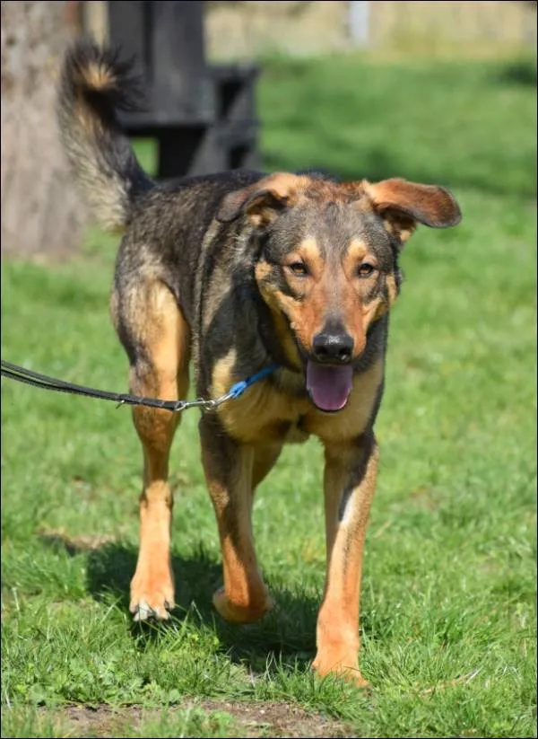 Znaleziono psa, Grudziądz, 17 lutego 2025