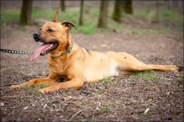 Znaleziono psa, Grudziądz, 27 lipca 2024