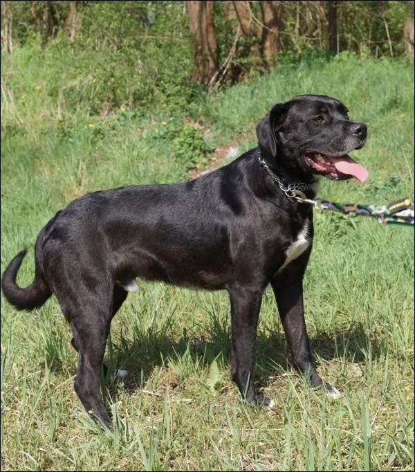 Znaleziono psa, Grudziądz, 27 września 2024