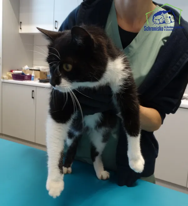 Znaleziono kota, Szczecin, 25 kwietnia 2025
