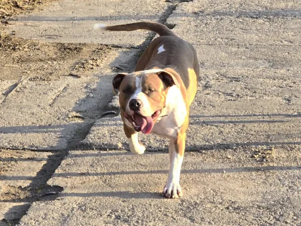 Zaginął pies, Łódź, 25 kwietnia 2025