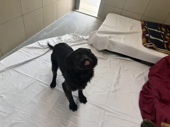 Pies do adopcji, Kraków, 23 kwietnia 2025