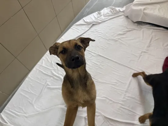 Pies do adopcji, Kraków, 23 kwietnia 2025