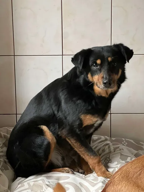 Pies do adopcji, Bydgoszcz, 25 kwietnia 2025 (4/4)