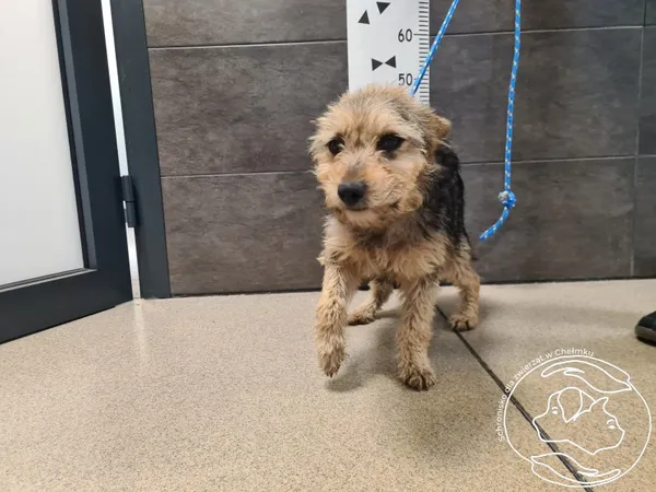 Pies do adopcji, Chełmek, 31 marca 2025