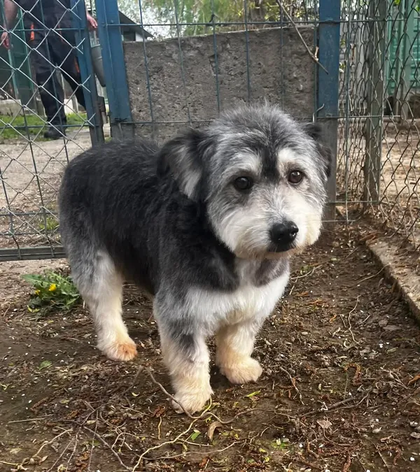 Pies do adopcji, Orzechowce, 25 kwietnia 2025 (2/4)