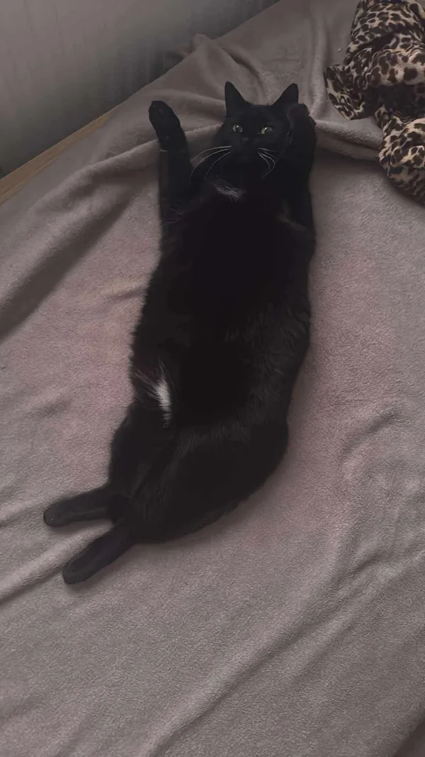 Zaginął kot, Swarzędz, 25 kwietnia 2025 (2/3)