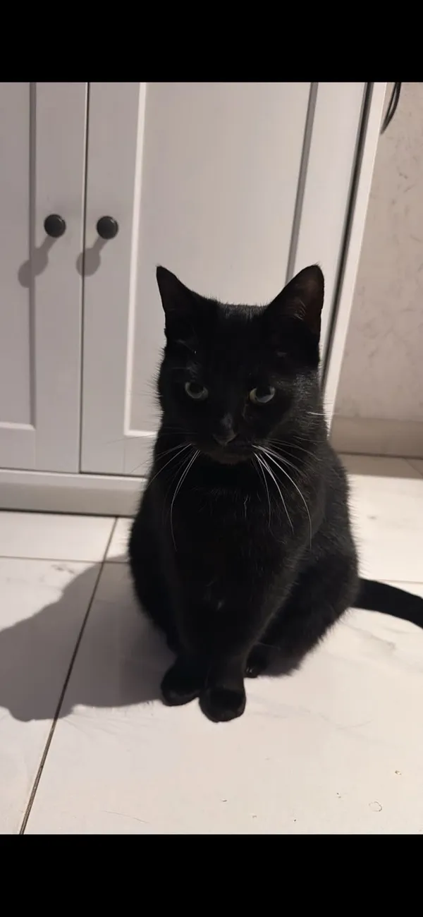 Zaginął kot, Swarzędz, 25 kwietnia 2025 (3/3)