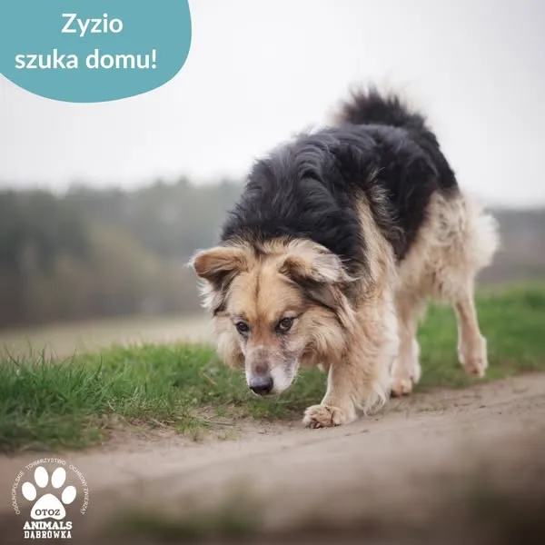 Pies do adopcji, Dąbrówka, 25 kwietnia 2025 (4/5)