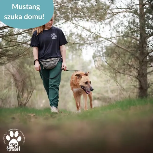 Pies do adopcji, Dąbrówka, 25 kwietnia 2025 (3/5)