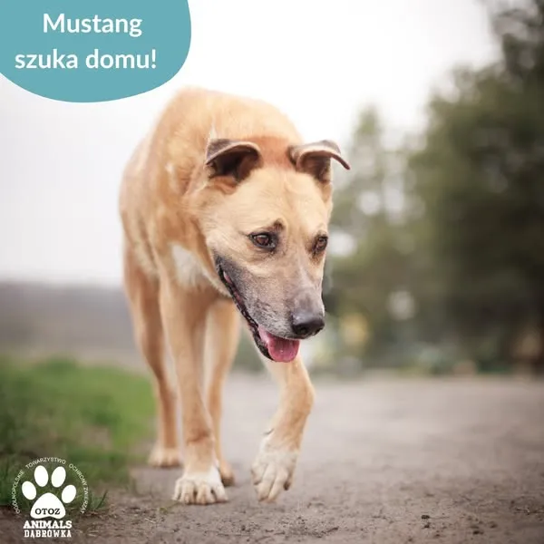 Pies do adopcji, Dąbrówka, 25 kwietnia 2025 (4/5)