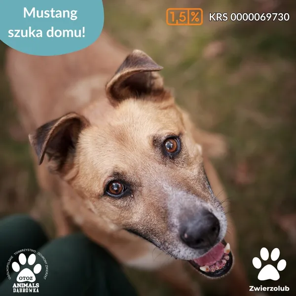 Pies do adopcji, Dąbrówka, 25 kwietnia 2025 (5/5)