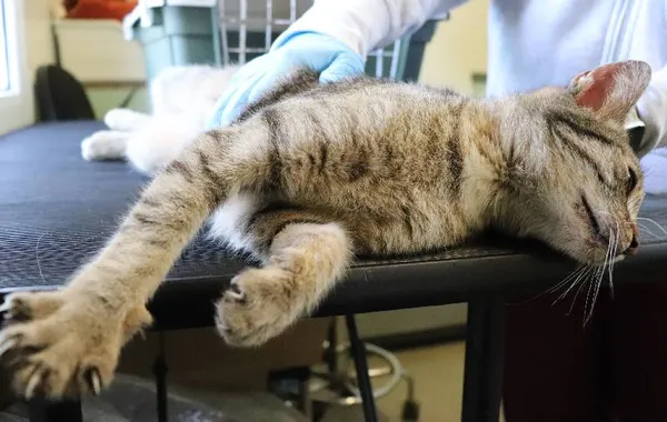 Znaleziono kota, Łódź, 25 kwietnia 2025 (1/5)