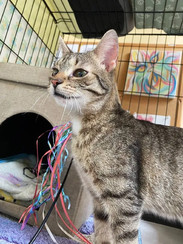 Znaleziono kota, Łódź, 25 kwietnia 2025 (5/5)