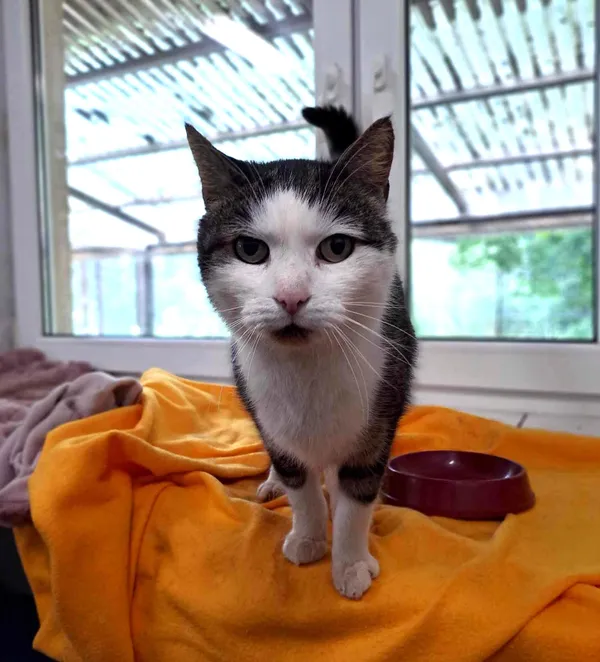 Kot do adopcji, Olsztyn, 8 kwietnia 2025 (1/2)