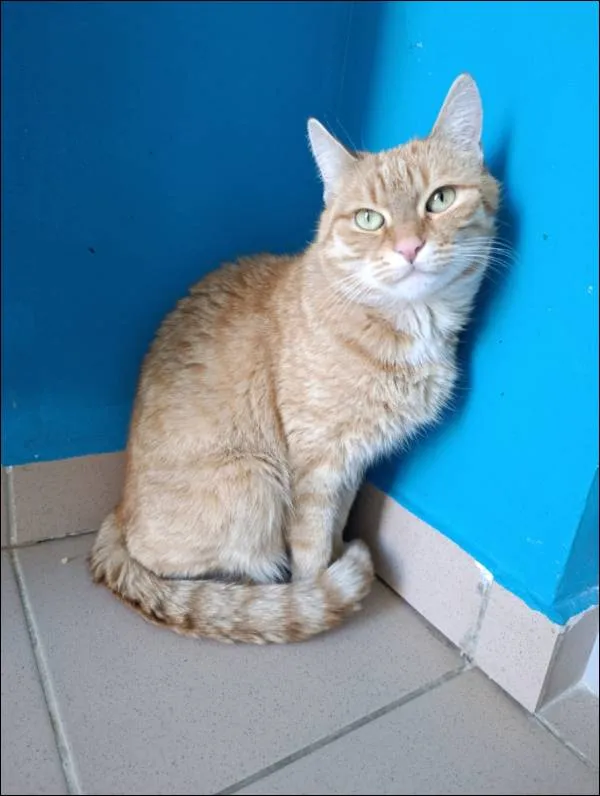 Znaleziono kota, Grudziądz, 5 kwietnia 2025