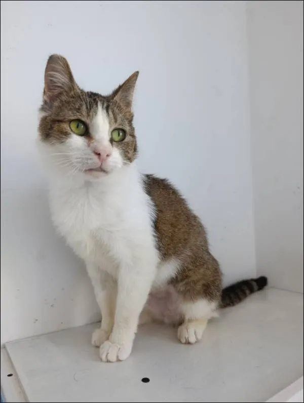 Znaleziono kota, Grudziądz, 29 marca 2025