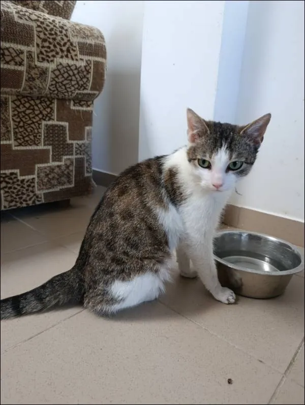 Znaleziono kota, Grudziądz, 1 kwietnia 2025