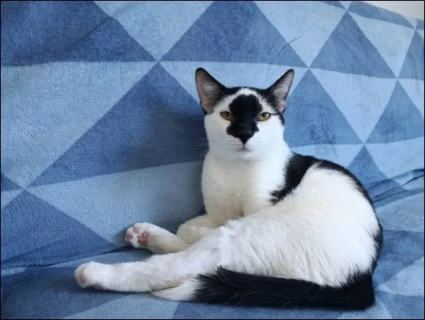 Znaleziono kota, Grudziądz, 4 kwietnia 2025