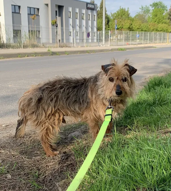 Pies do adopcji, Konin, 24 lutego 2025 (3/3)