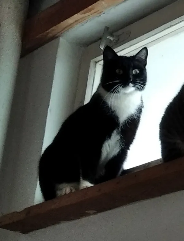 Zaginął kot, Łódź, 25 kwietnia 2025