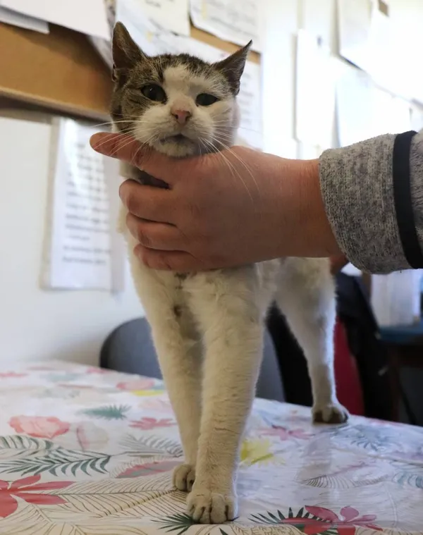 Znaleziono kota, Łódź, 26 kwietnia 2025