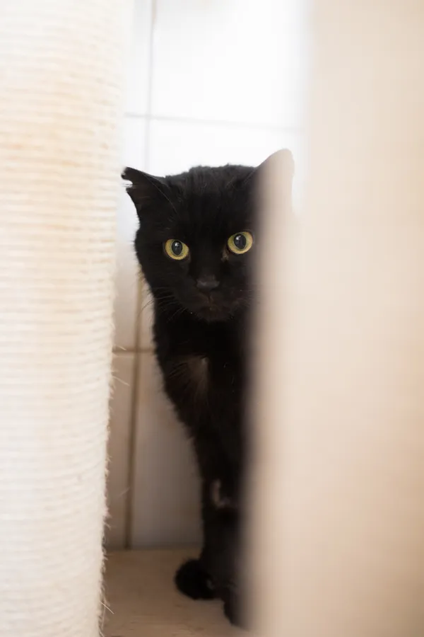 Kot do adopcji, Sosnowiec, 10 lutego 2025 (2/2)