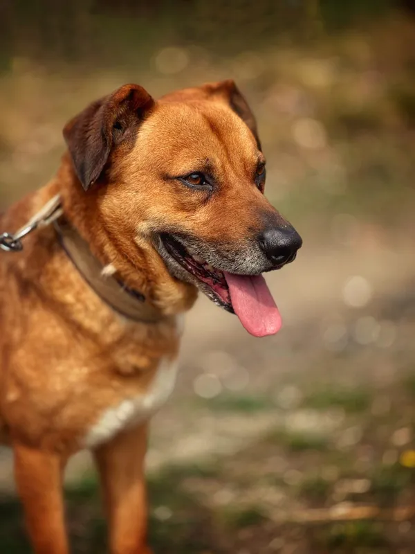 Pies do adopcji, Dłużyna Górna, 26 kwietnia 2025 (1/5)