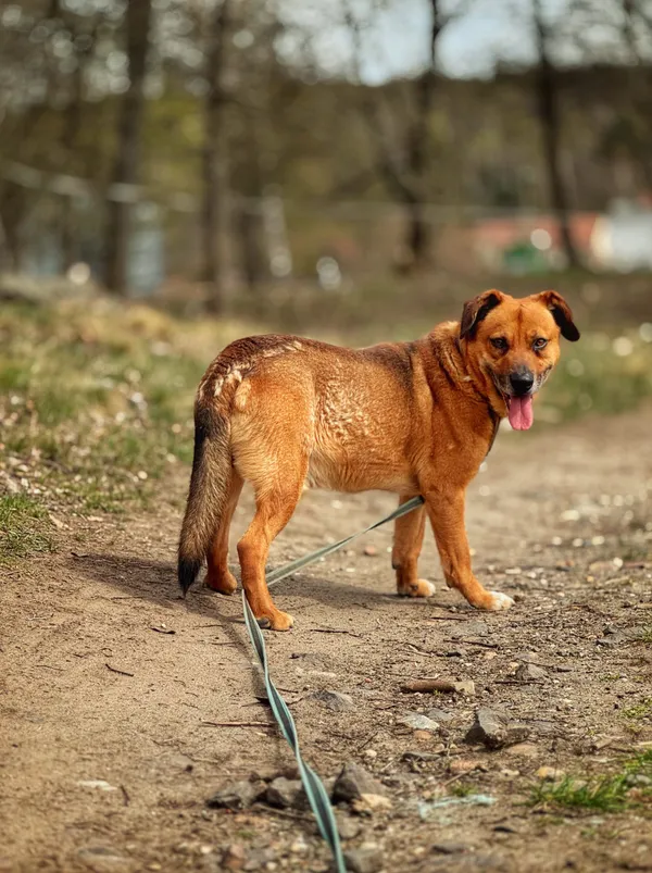 Pies do adopcji, Dłużyna Górna, 26 kwietnia 2025 (3/5)
