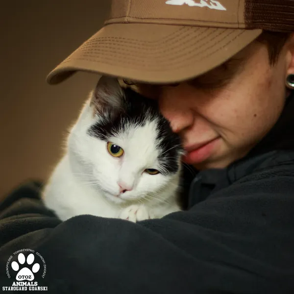 Kot do adopcji, Starogard Gdański, 26 kwietnia 2025 (1/3)