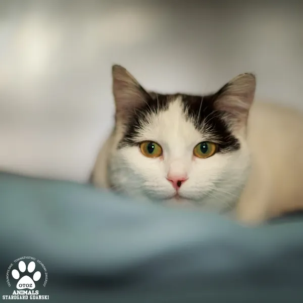 Kot do adopcji, Starogard Gdański, 26 kwietnia 2025 (2/3)