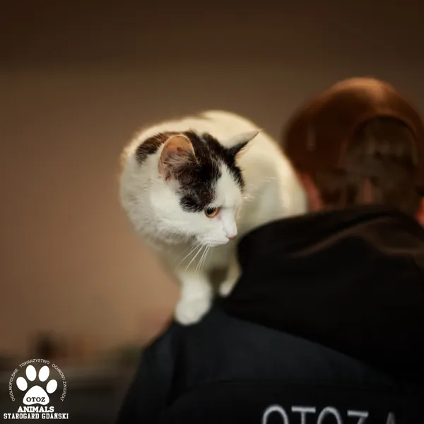 Kot do adopcji, Starogard Gdański, 26 kwietnia 2025 (3/3)