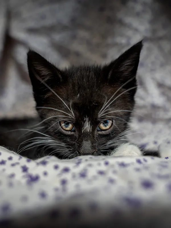 Znaleziono kota, Sosnowiec, 26 kwietnia 2025 (2/3)