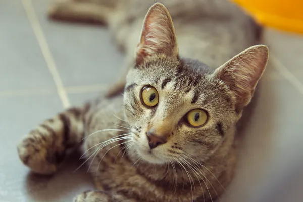 Znaleziono kota, Sosnowiec, 25 kwietnia 2025 (3/4)