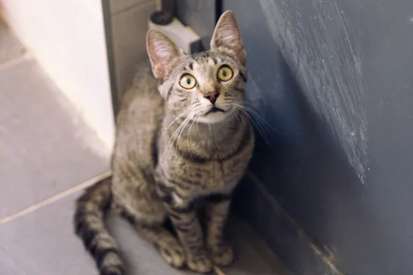 Znaleziono kota, Sosnowiec, 25 kwietnia 2025 (4/4)