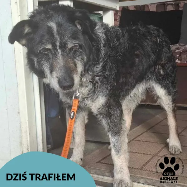 Znaleziono psa, Dąbrówka, 24 kwietnia 2025