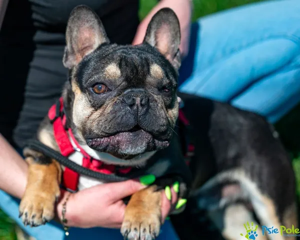 Znaleziono psa, Racławice, 18 kwietnia 2025 (4/5)