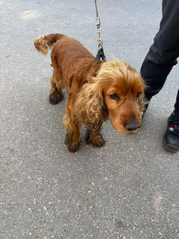 Znaleziono psa, Sosnowiec, 23 kwietnia 2025