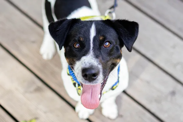 Znaleziono psa, Sosnowiec, 21 kwietnia 2025 (1/5)