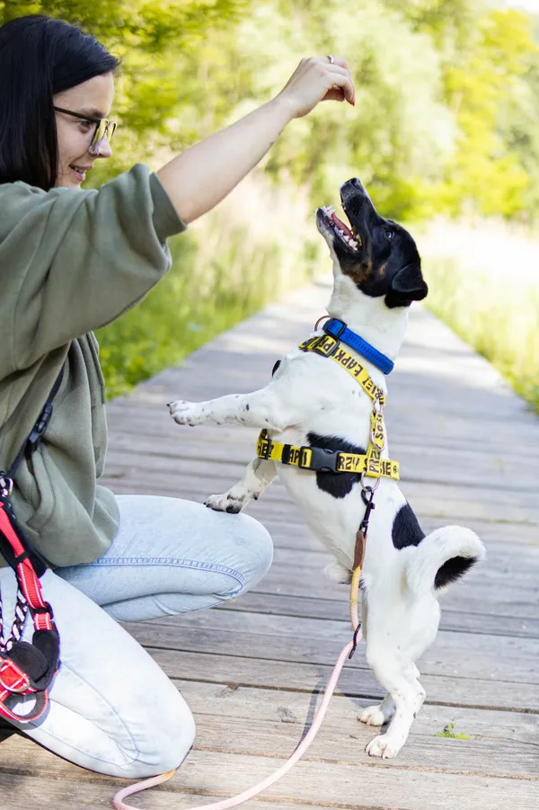 Znaleziono psa, Sosnowiec, 21 kwietnia 2025 (2/5)