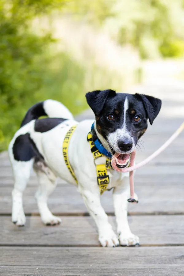 Znaleziono psa, Sosnowiec, 21 kwietnia 2025 (3/5)