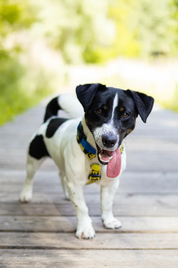 Znaleziono psa, Sosnowiec, 21 kwietnia 2025 (5/5)